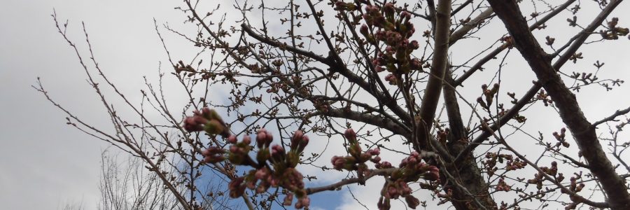 桜🌸が咲く季節です(^_-)-☆