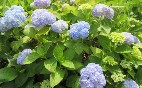 園の紫陽花も咲いてきました🌼