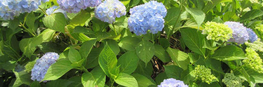 園の紫陽花も咲いてきました🌼