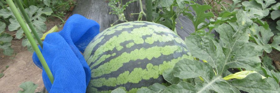 保育園のスイカも大きくなりました🍉