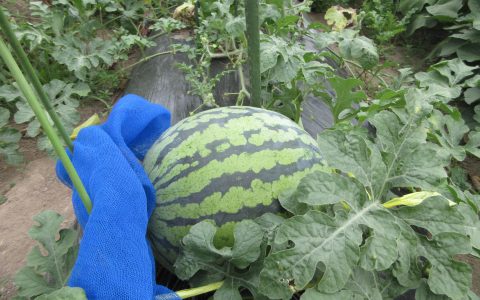 保育園のスイカも大きくなりました🍉