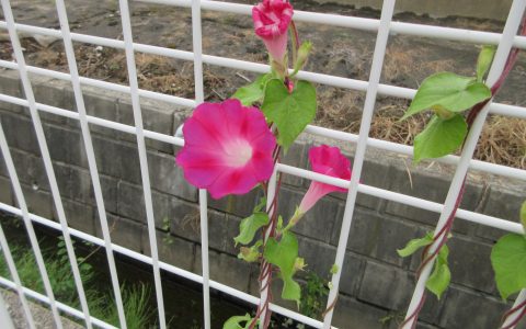 プール遊びは、今日で最後です😲